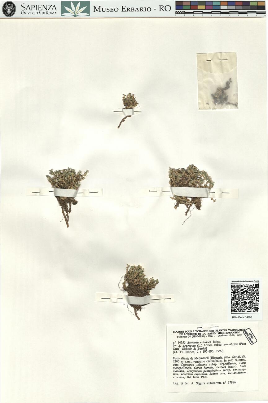 Arenaria erinacea Boiss. -  RO-HSepv 14953 photo