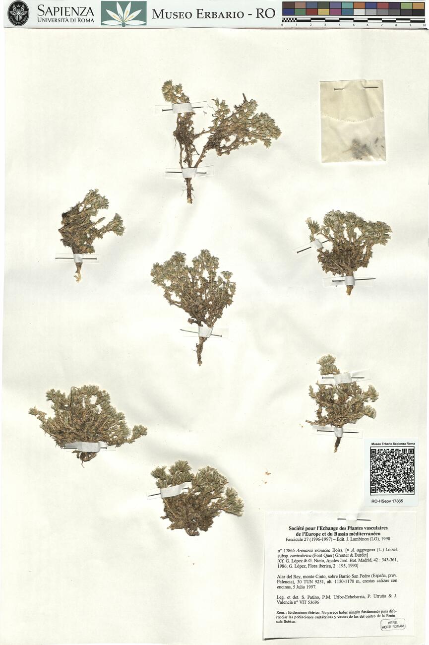 Arenaria erinacea Boiss. -  RO-HSepv 17865 photo