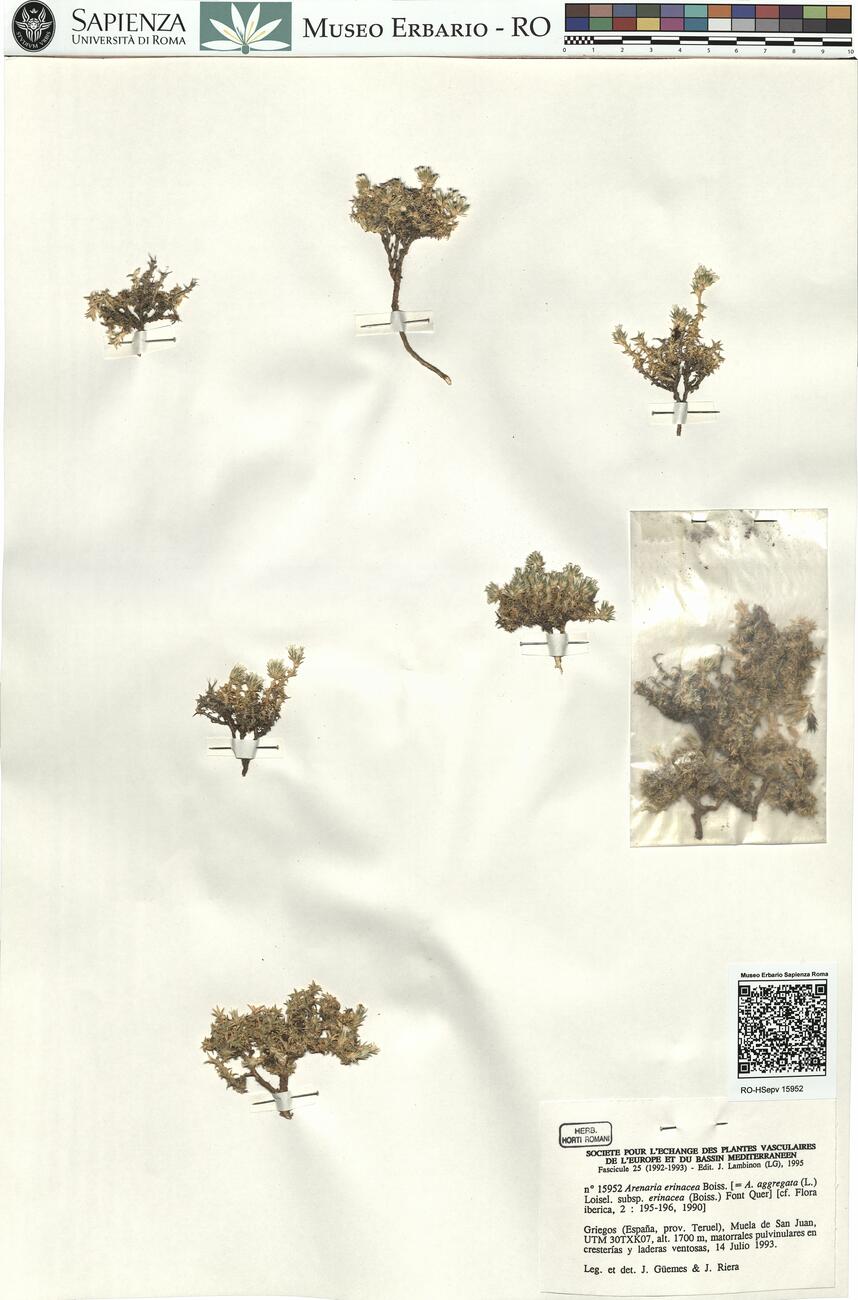 Arenaria erinacea Boiss.  -  RO-HSepv 15952 photo
