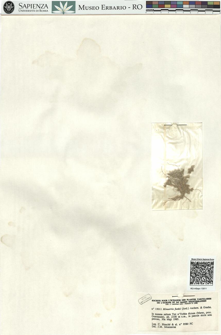 Minuartia funkii (Jord.) Aschers. & Graebn. -  RO-HSepv 13011 photo