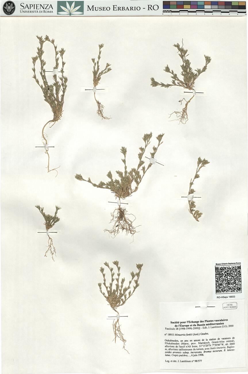 Minuartia funkii (Jord.) Graebn. -  RO-HSepv 18933 photo