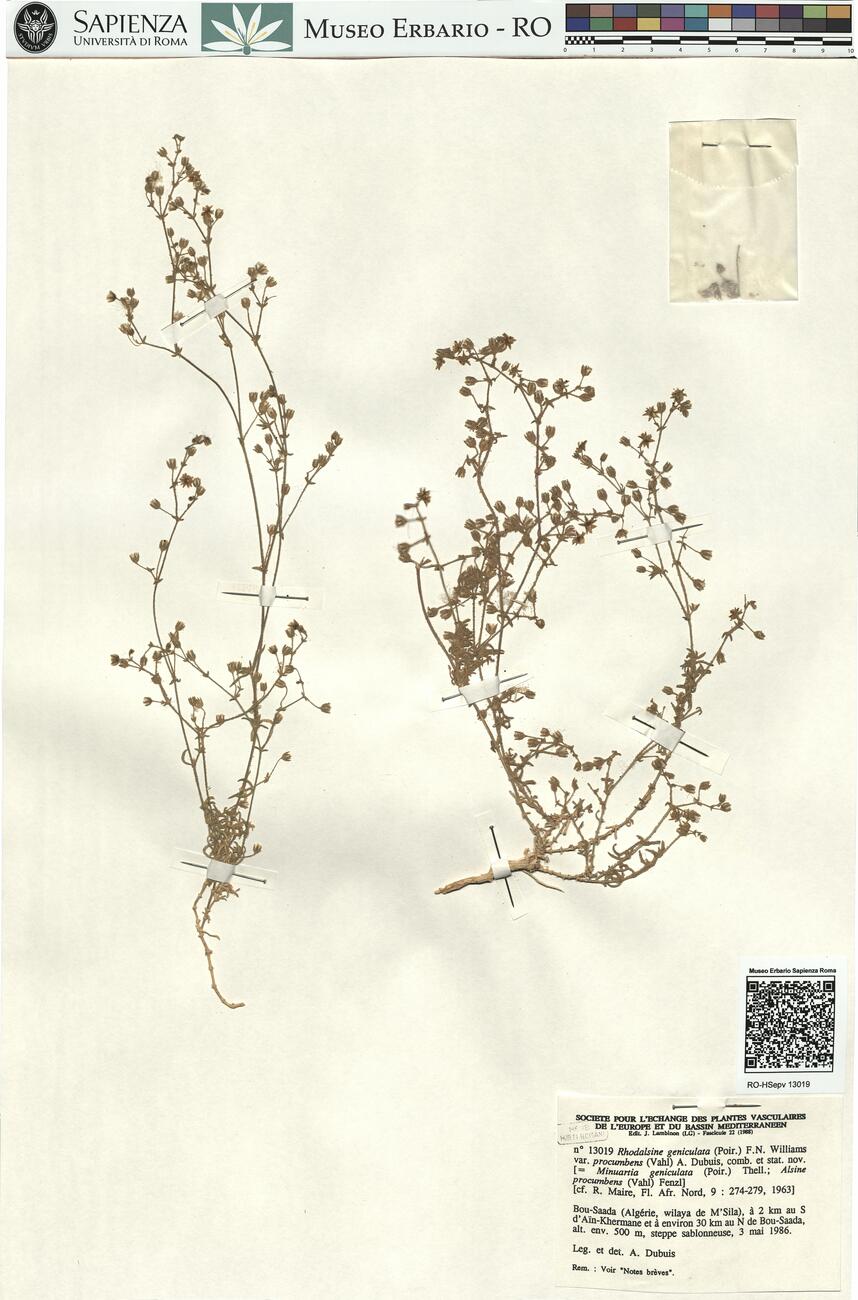 Rhodalsine geniculata (Poir.) F.N. Williams var. procumbens (Vahl) A. Dubuis, comb. et stat. nov. -  RO-HSepv 13019 photo