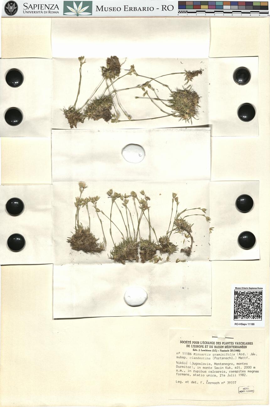 Minuartia graminifolia (Ard.) Jáv. subsp. clandestina (Portenschl.) Mattf. -  RO-HSepv 11186 photo