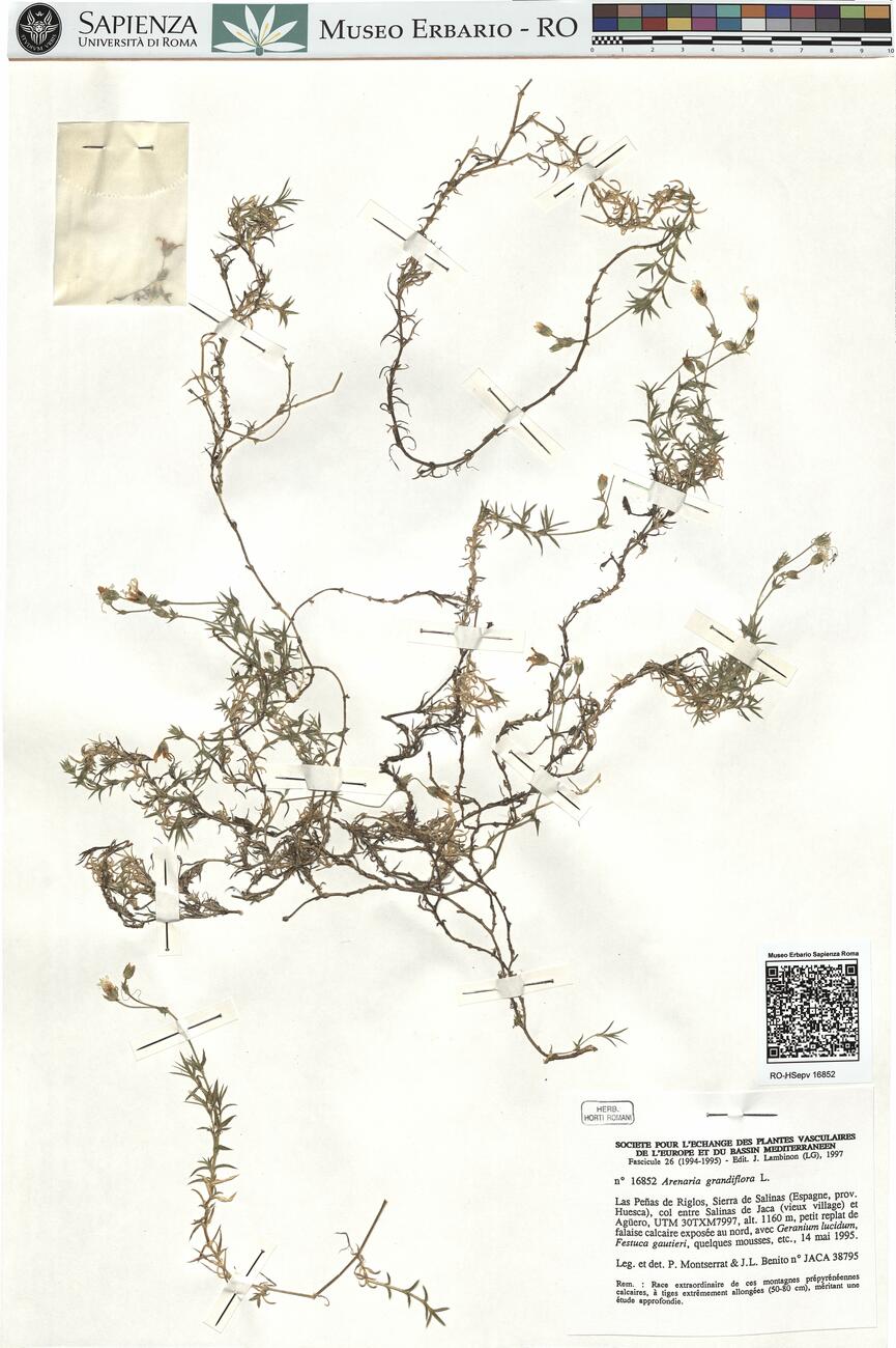 Arenaria grandiflora L. -  RO-HSepv 16852 photo