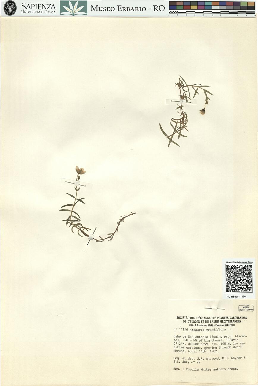 Arenaria grandiflora L.  -  RO-HSepv 11156 photo