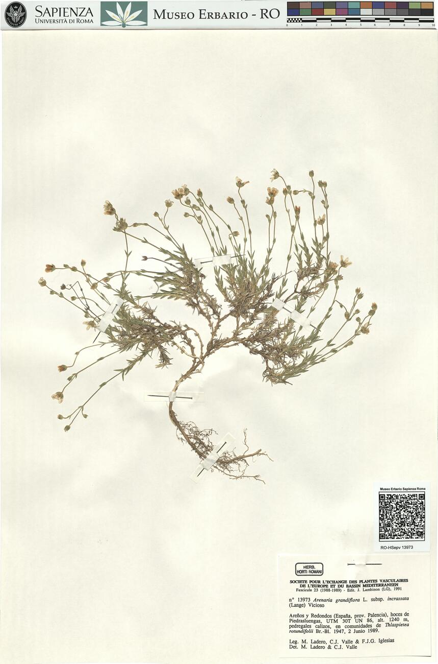 Arenaria grandiflora L. subsp. incrassata (Lange) Vicioso -  RO-HSepv 13973 photo