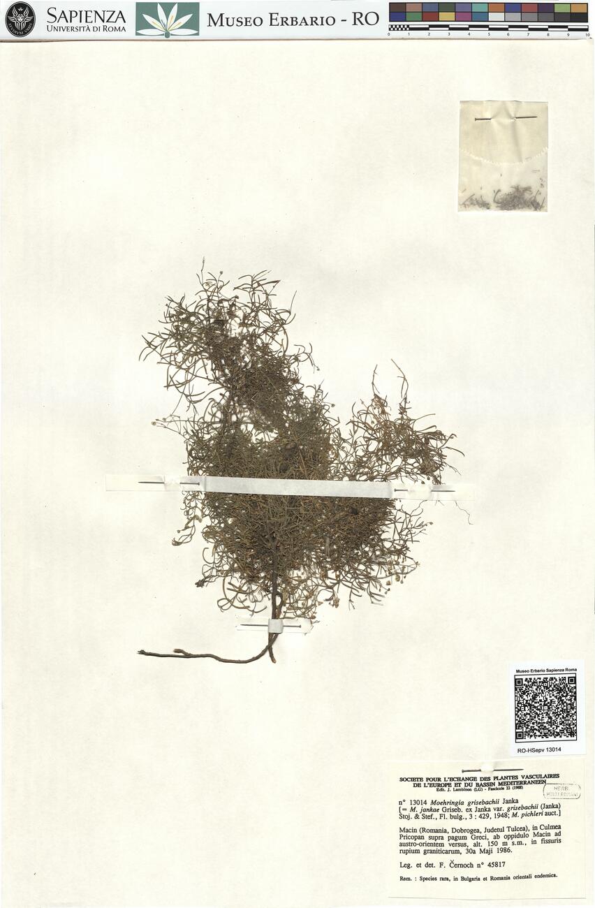 Moehringia grisebachii Janka -  RO-HSepv 13014 photo