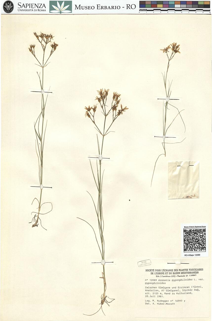 Arenaria gypsophiloides L. var. gypsophiloides -  RO-HSepv 12089 photo