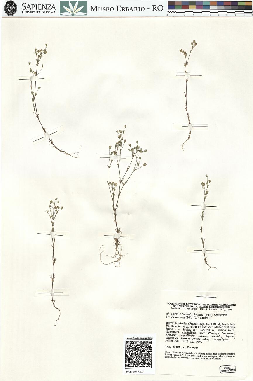 Minuartia hybrida (Vill.) Schischkin -  RO-HSepv 13997 photo