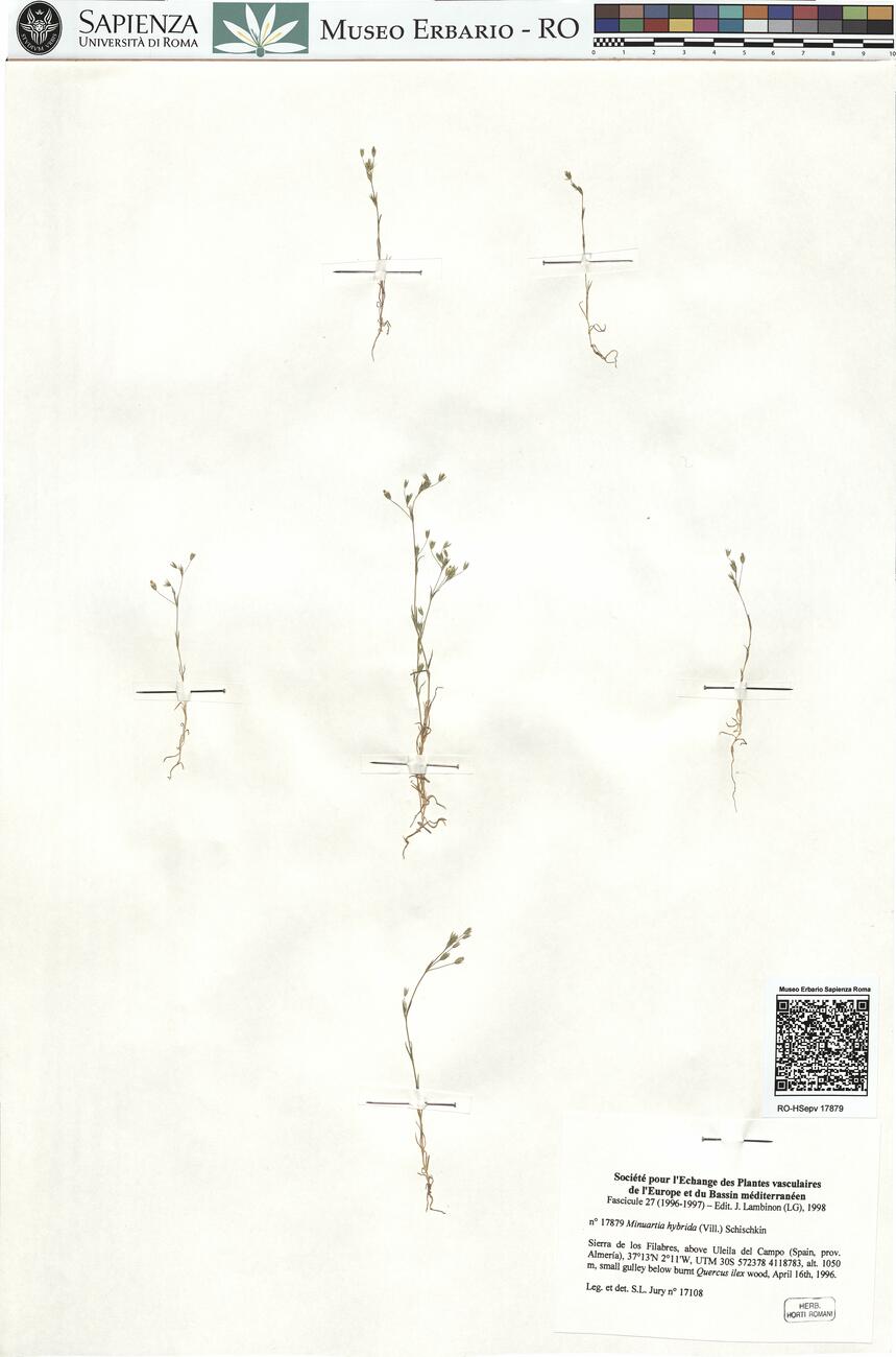 Minuartia hybrida (Vill.) Schischkin -  RO-HSepv 17879 photo