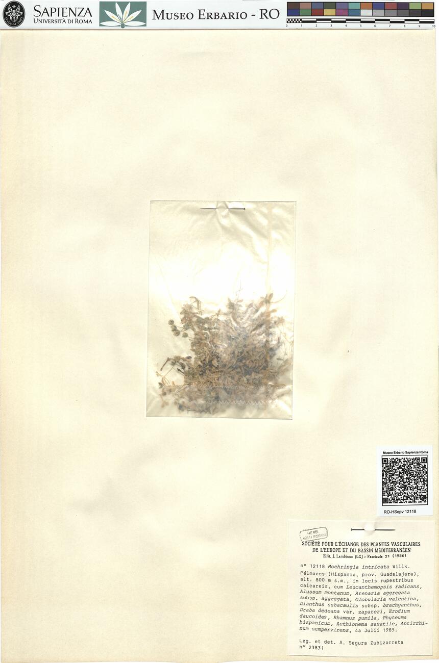 Moehringia intricata Willk. -  RO-HSepv 12118 photo