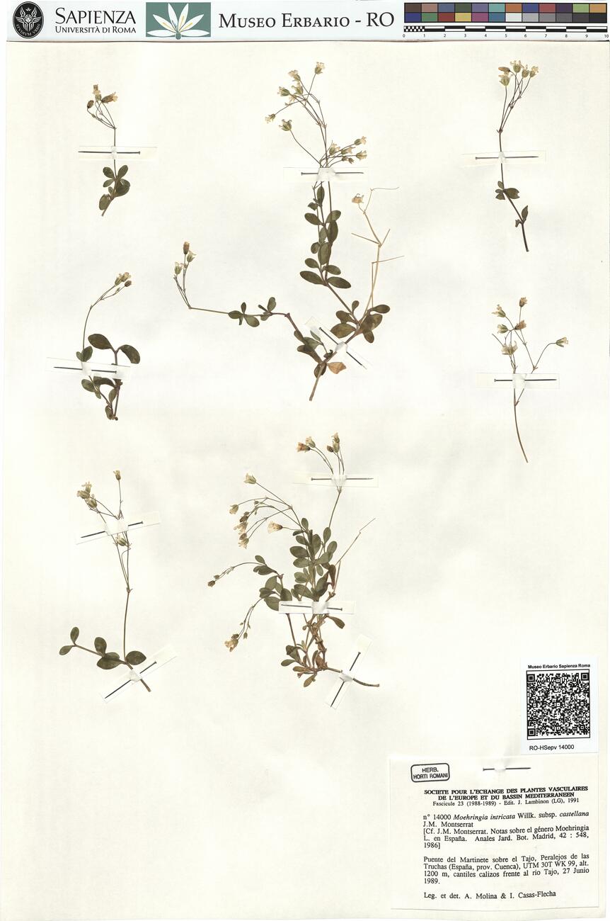 Moehringia intricata Willk. subsp. castellana J.M. Montserrat -  RO-HSepv 14000 photo
