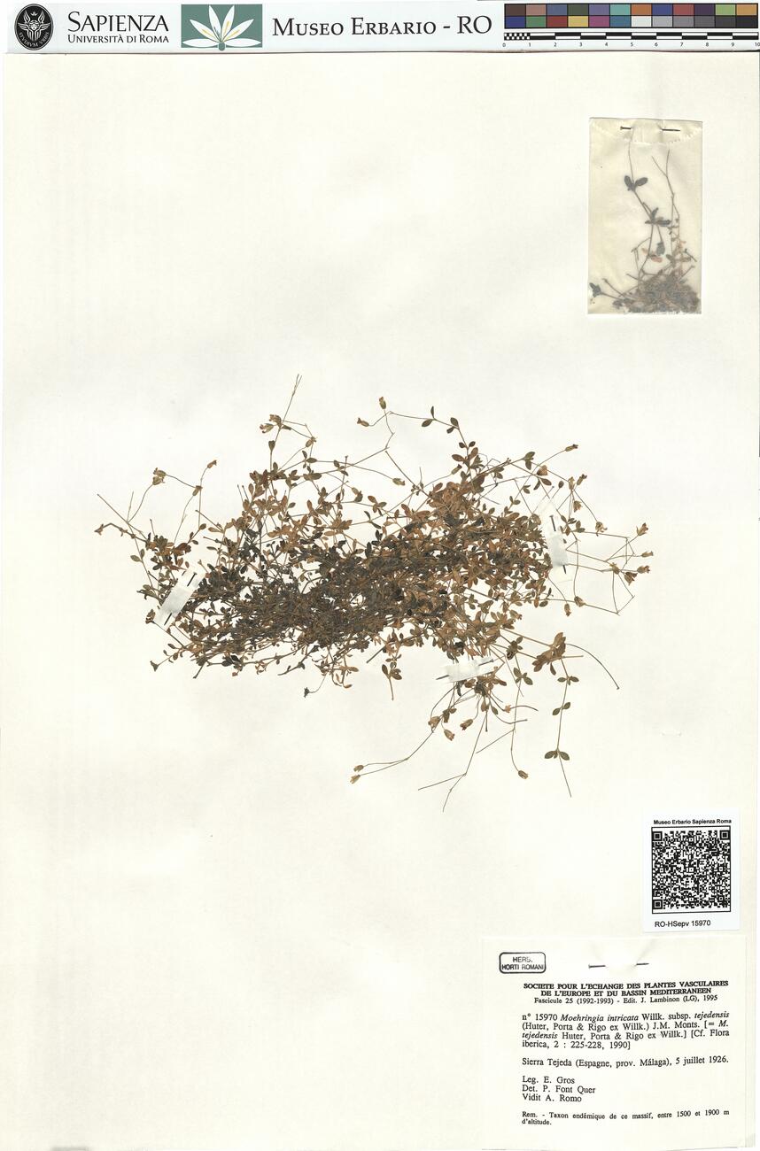 Moehringia intricata Willk. subsp. tejedensis (Huter, Porta & Rigo ex Willk.) J.M. Monts.  -  RO-HSepv 15970 photo