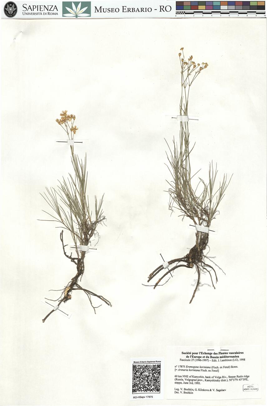 Eremogone koriniana (Fish. ex Fenzl) Ikonn. -  RO-HSepv 17875 photo