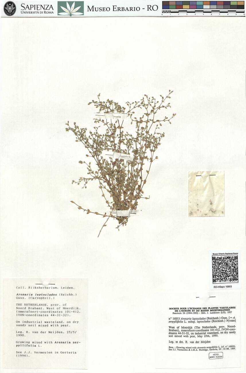 Arenaria leptoclados (Reichenb.) Guss. -  RO-HSepv 16853 photo