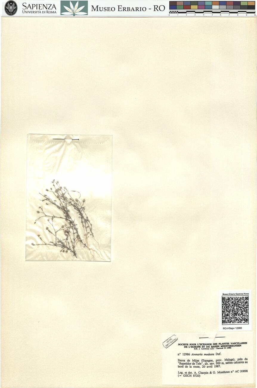 Arenaria modesta Duf. -  RO-HSepv 12986 photo