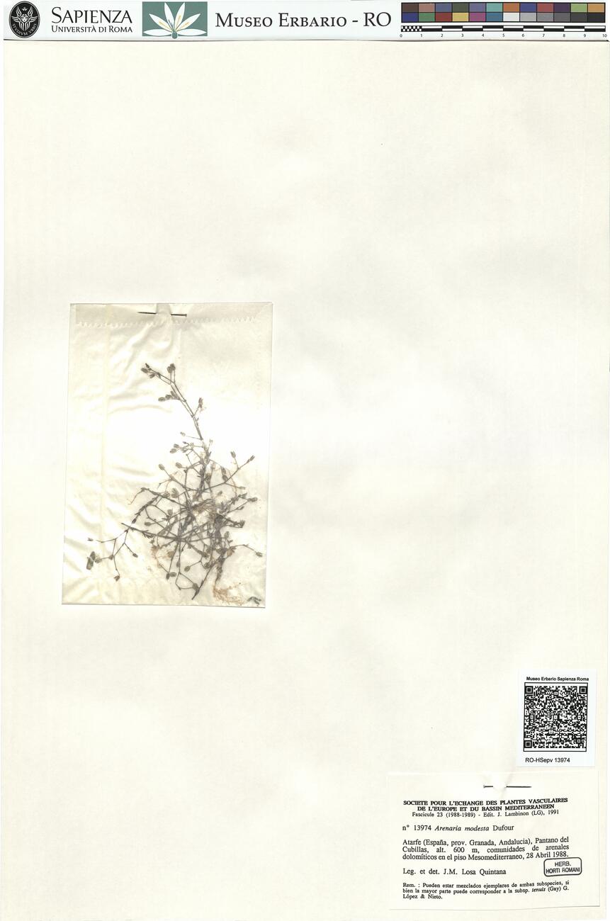 Arenaria modesta Dufour -  RO-HSepv 13974 photo