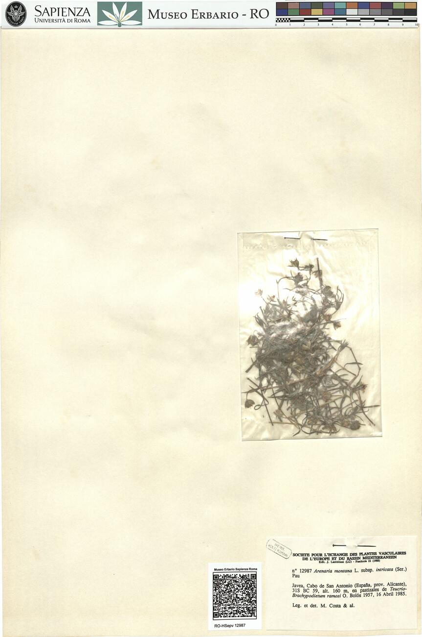 Arenaria montana L. subsp. intricata (Ser.) Pau -  RO-HSepv 12987 photo