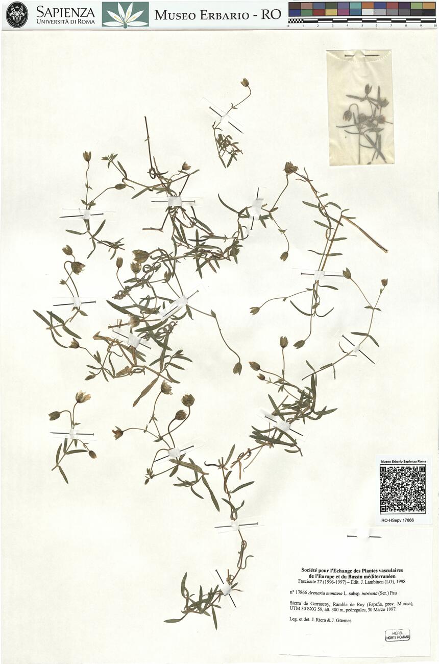 Arenaria montana L. subsp. intricata (Ser.) Pau  -  RO-HSepv 17866 photo