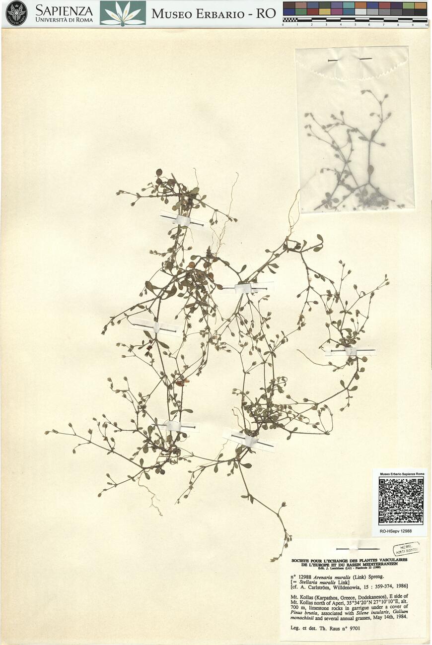 Arenaria muralis (Link) Spreng. -  RO-HSepv 12988 photo