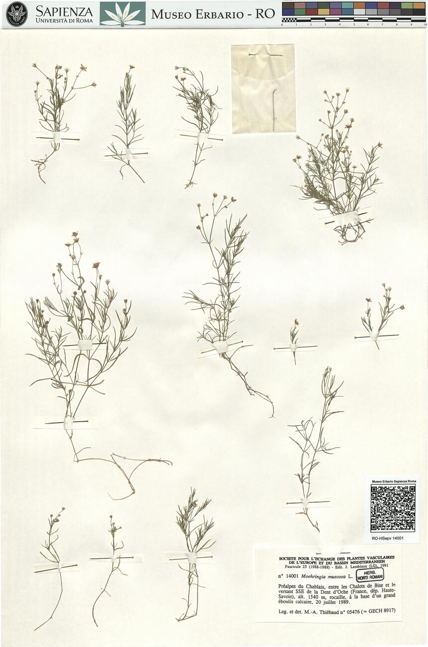 Moehringia muscosa L. -  RO-HSepv 14001 photo