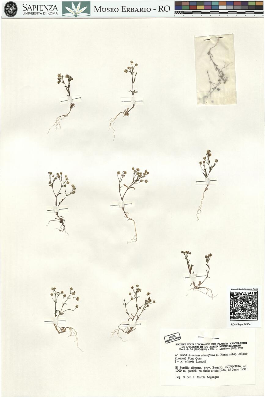 Arenaria obtusiflora G. Kuntze subsp. ciliaris (Loscos) Font Quer -  RO-HSepv 14954 photo