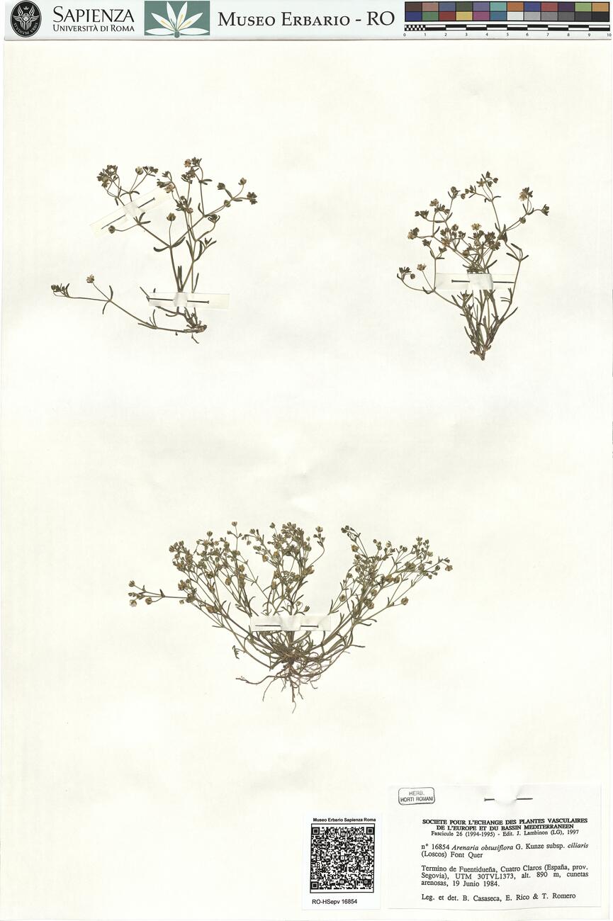 Arenaria obtusiflora G. Kuntze subsp. ciliaris (Loscos) Font Quer -  RO-HSepv 16854 photo