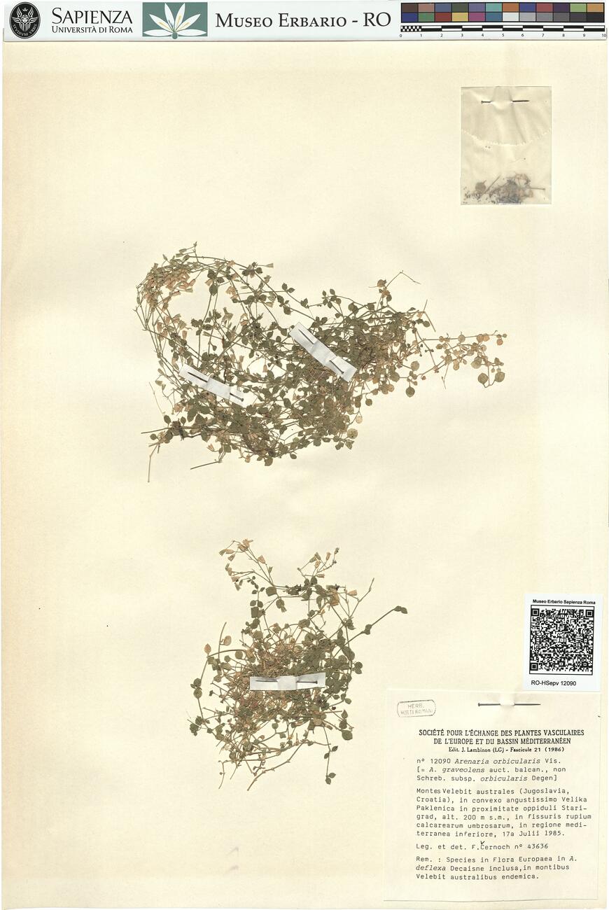 Arenaria orbicularis Vis.  -  RO-HSepv 12090 photo