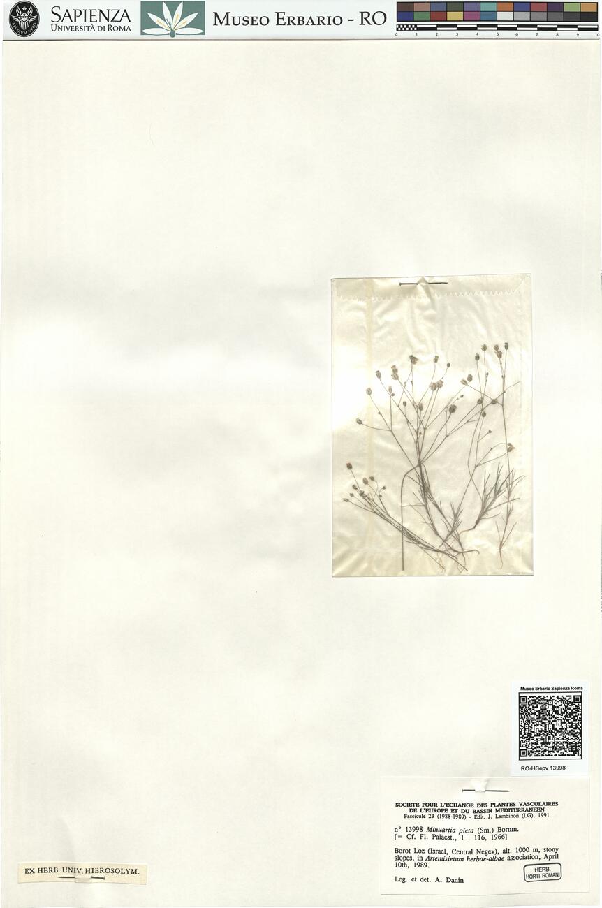 Minuartia picta (Sm.) Bornm. -  RO-HSepv 13998 photo