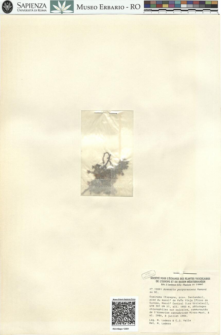 Arenaria purpurascens Ramond ex DC.  -  RO-HSepv 12091 photo
