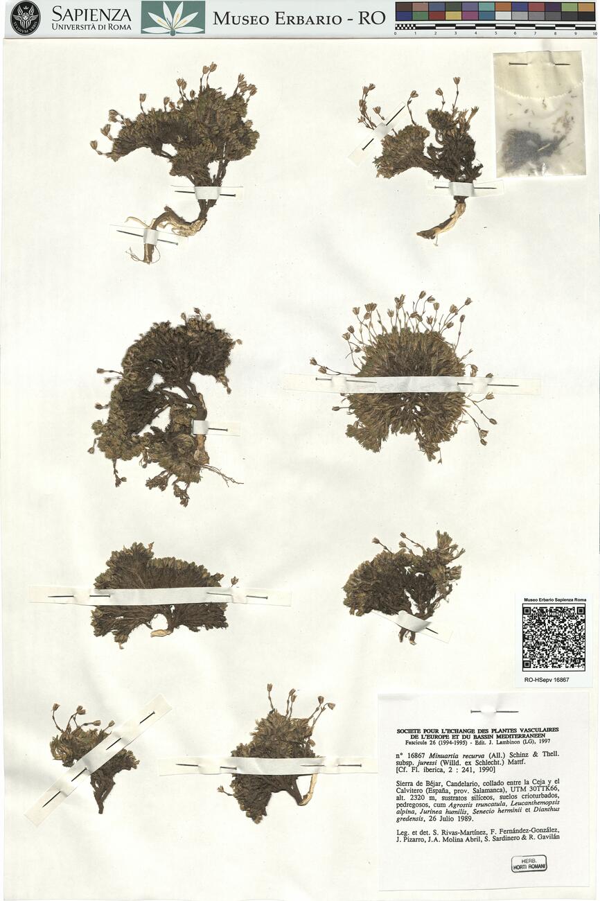 Minuartia recurva (All.) Schinz & Thell. subsp. juressi (Willd. ex Schlecht.) Mattf. -  RO-HSepv 16867 photo
