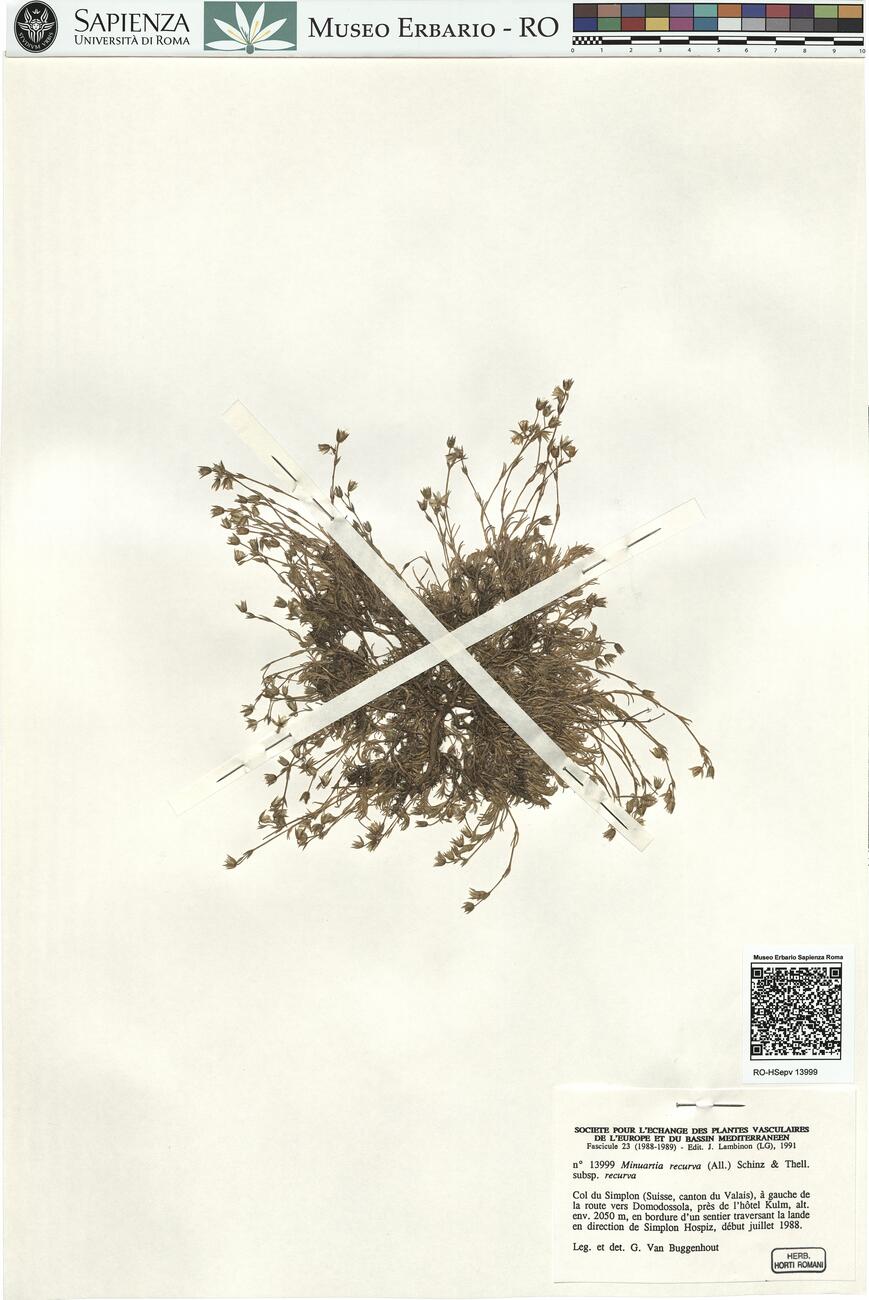 Minuartia recurva (All.) Schinz & Thell. subsp. recurva -  RO-HSepv 13999 photo