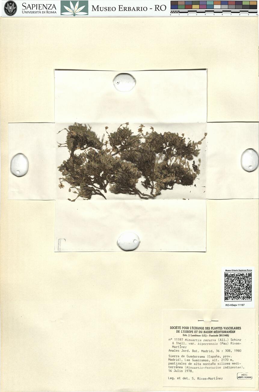 Minuartia recurva (All.) Schinz & Thell. var. bigerrensis (Pau) Rivas-Martínez -  RO-HSepv 11187 photo