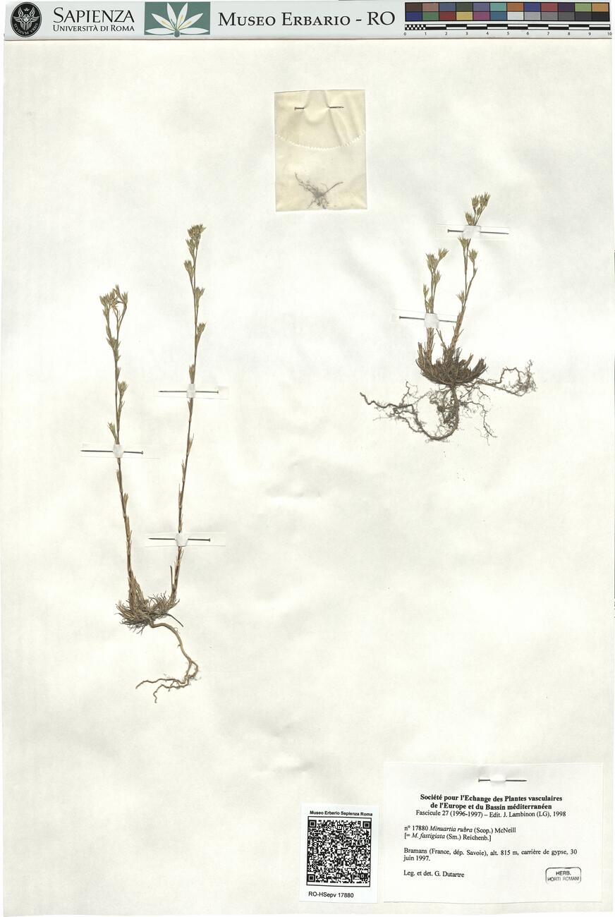 Minuartia rubra (Scop.) McNeill -  RO-HSepv 17880 photo