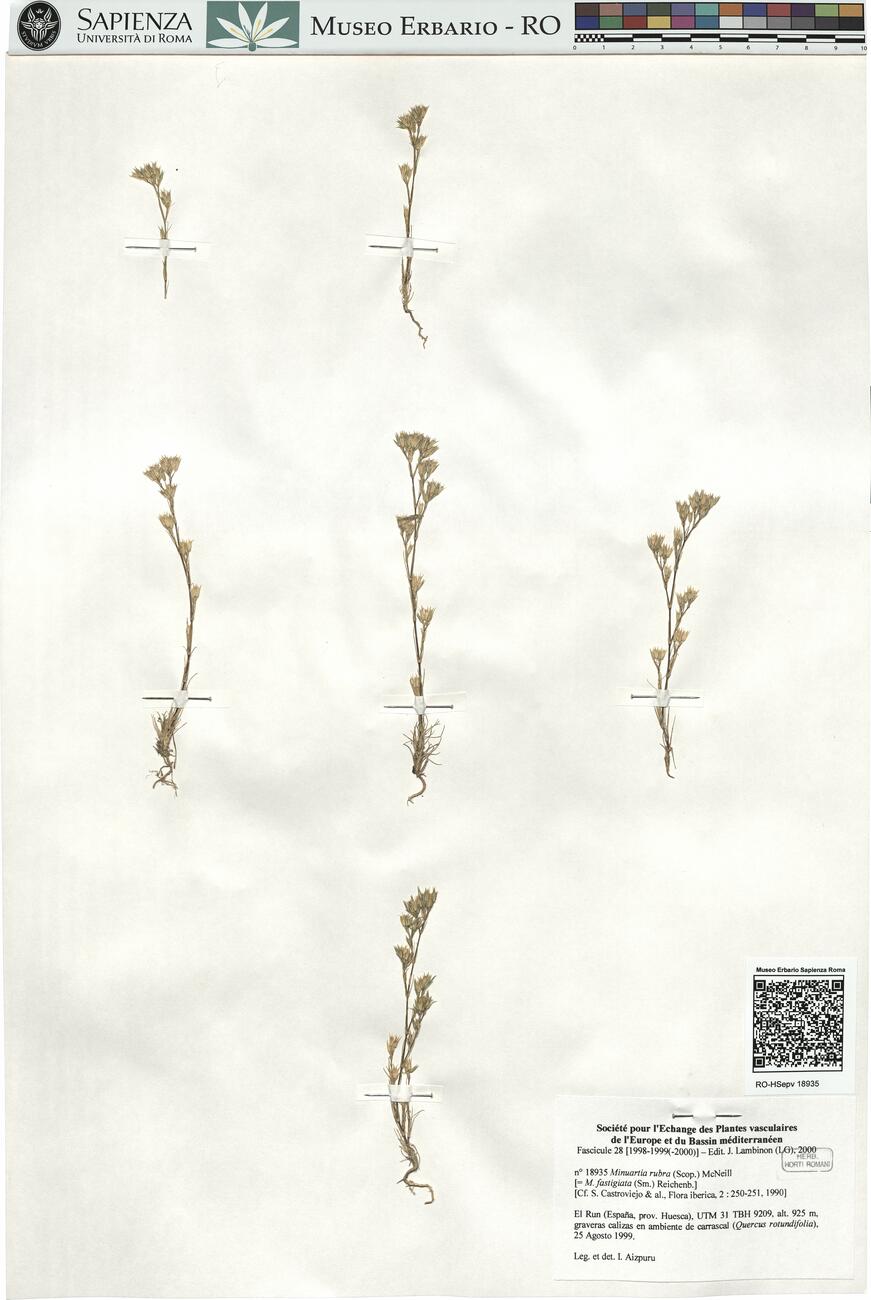 Minuartia rubra (Scop.) McNeill -  RO-HSepv 18935 photo