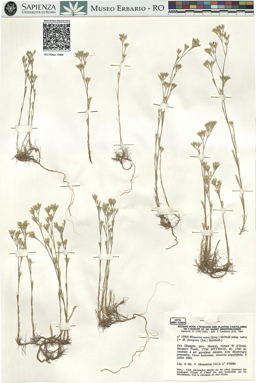 Minuartia rubra (Scop.) McNeill subsp. rubra -  RO-HSepv 15969 photo