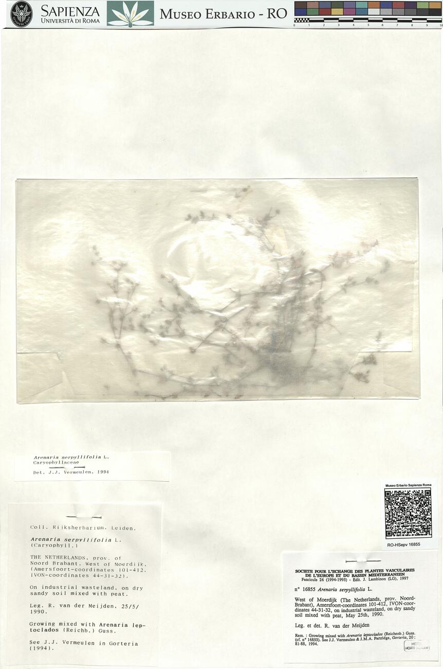 Arenaria serpyllifolia L. -  RO-HSepv 16855 photo