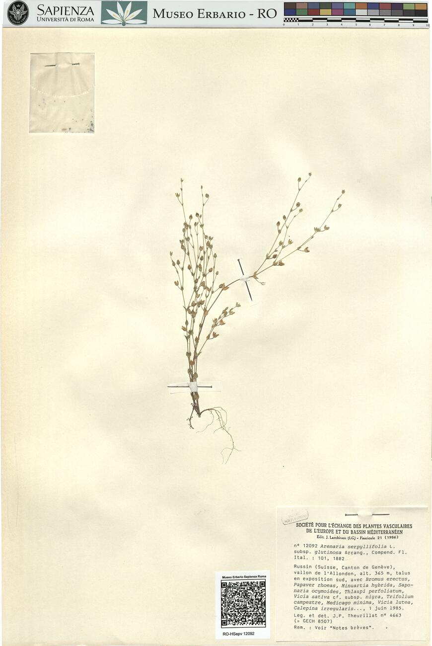 Arenaria serpyllifolia L. subsp. glutinosa Arcang. -  RO-HSepv 12092 photo