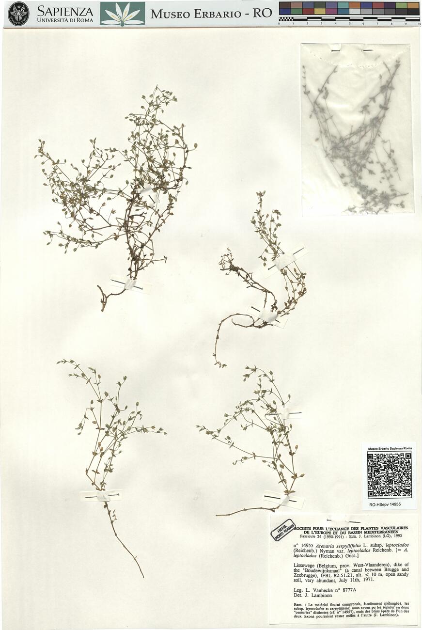 Arenaria serpyllifolia L. subsp. leptoclados (Reichenb.) Nyman var. leptoclados Reichenb. -  RO-HSepv 14955 photo