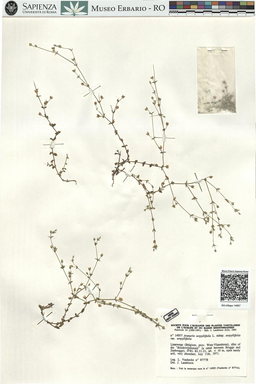 Arenaria serpyllifolia L. subsp. serpyllifolia var. serpyllifolia -  RO-HSepv 14957 photo