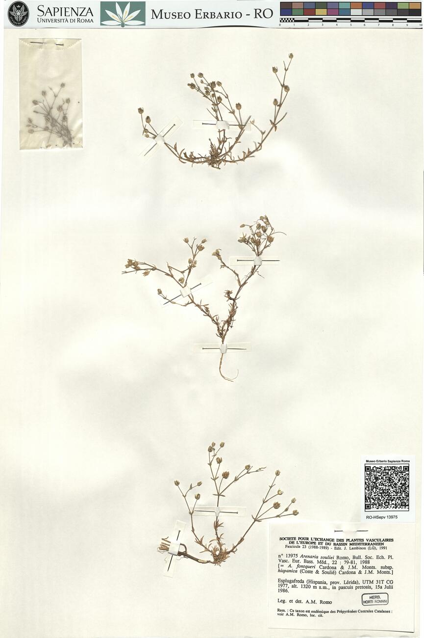 Arenaria souliei Romo -  RO-HSepv 13975 photo