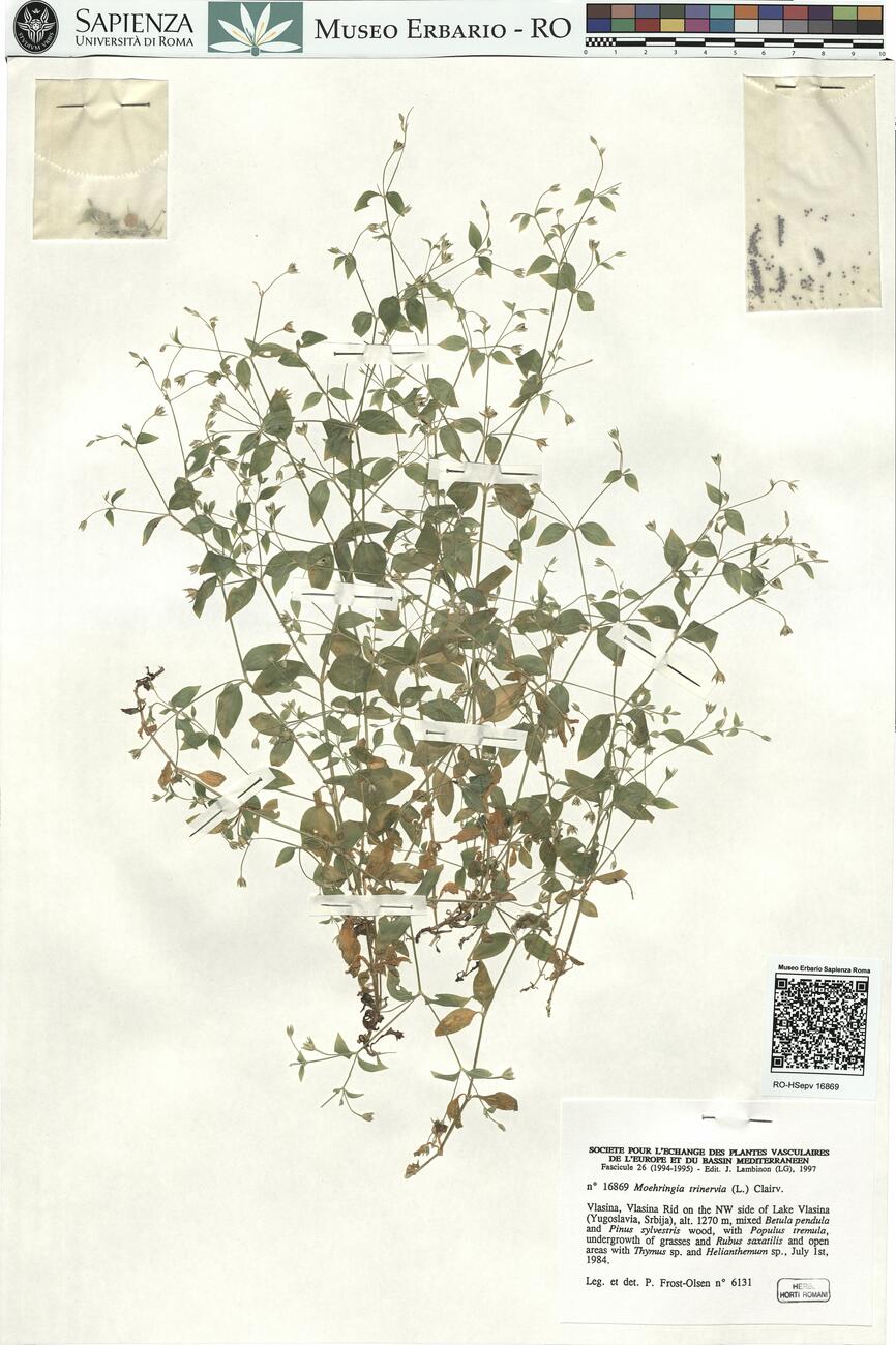 Moehringia trinervia (L.) Clairv.  -  RO-HSepv 16869 photo