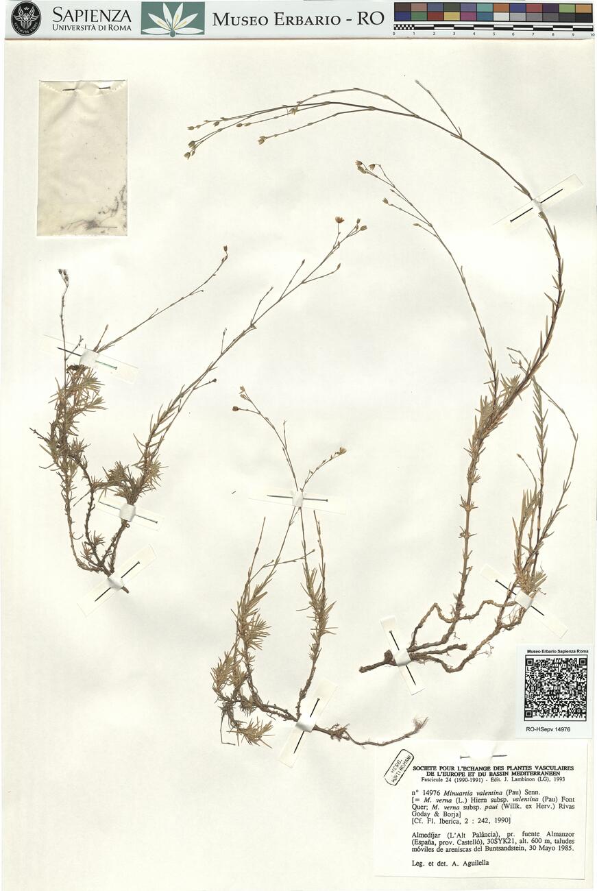 Minuartia valentina (Pau) Senn. -  RO-HSepv 14976 photo