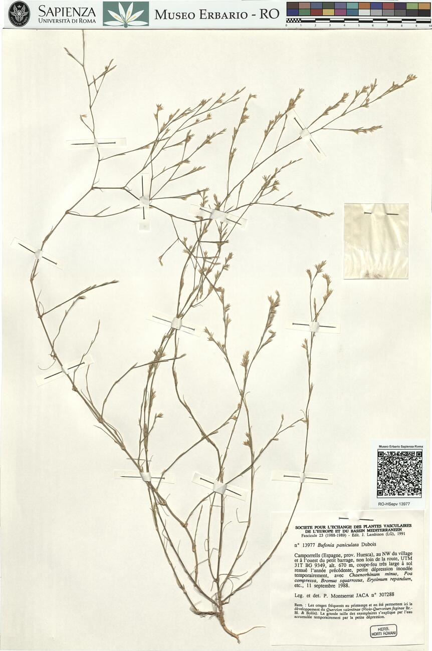 Bufonia paniculata Dubois -  RO-HSepv 13977 photo