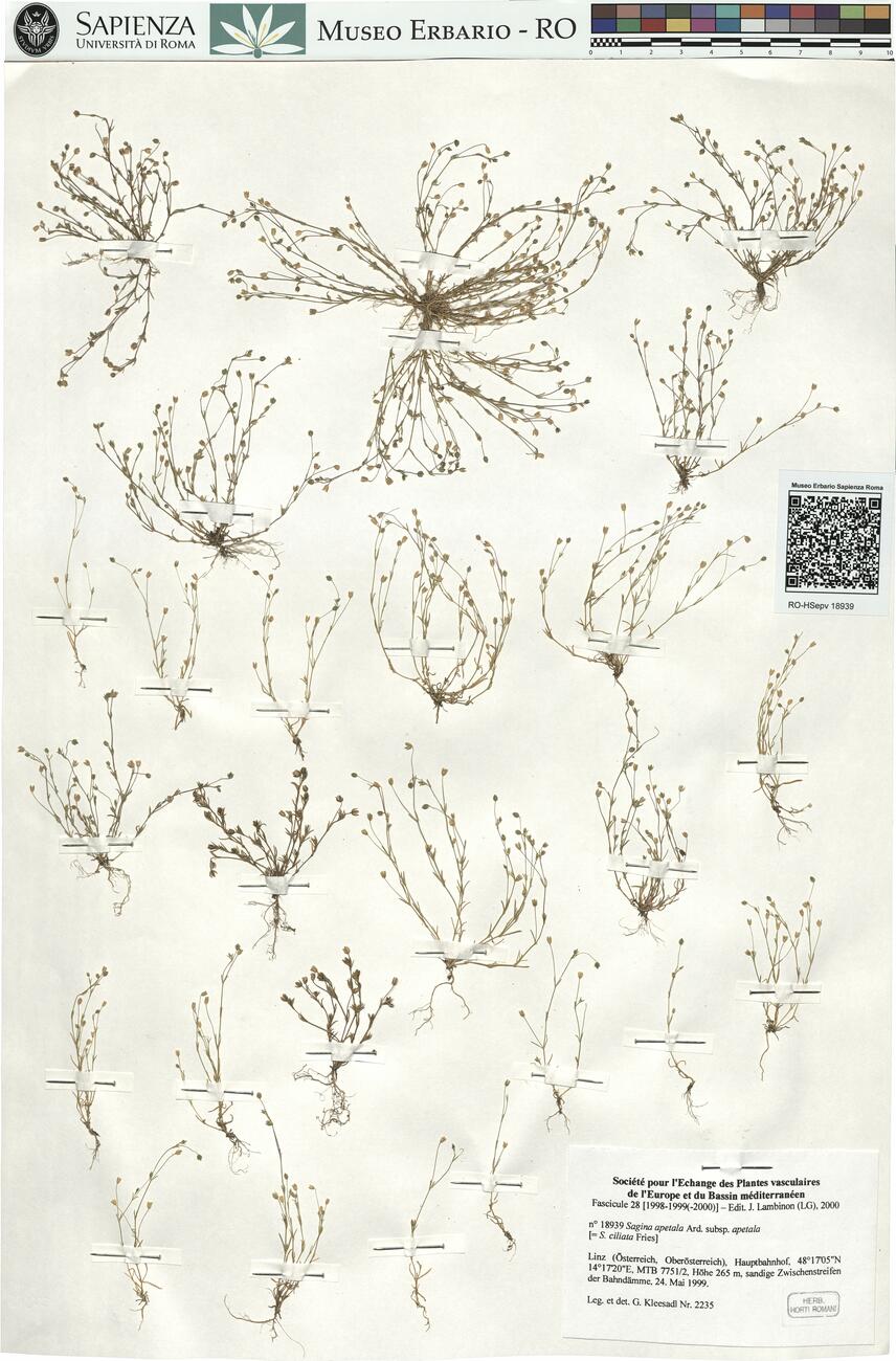 Sagina apetala Ard. subsp. apetala -  RO-HSepv 18939 photo