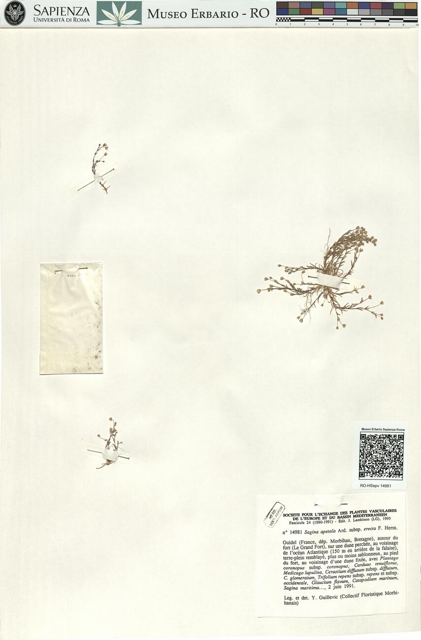 Sagina apetala Ard. subsp. erecta (Hornem.) F. Herm.
 -  RO-HSepv 14981 photo