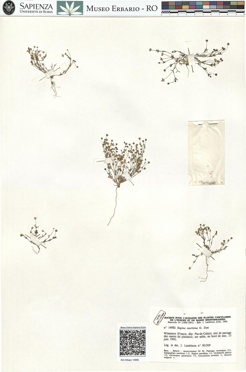 Sagina maritima G. Don  -  RO-HSepv 14982 photo