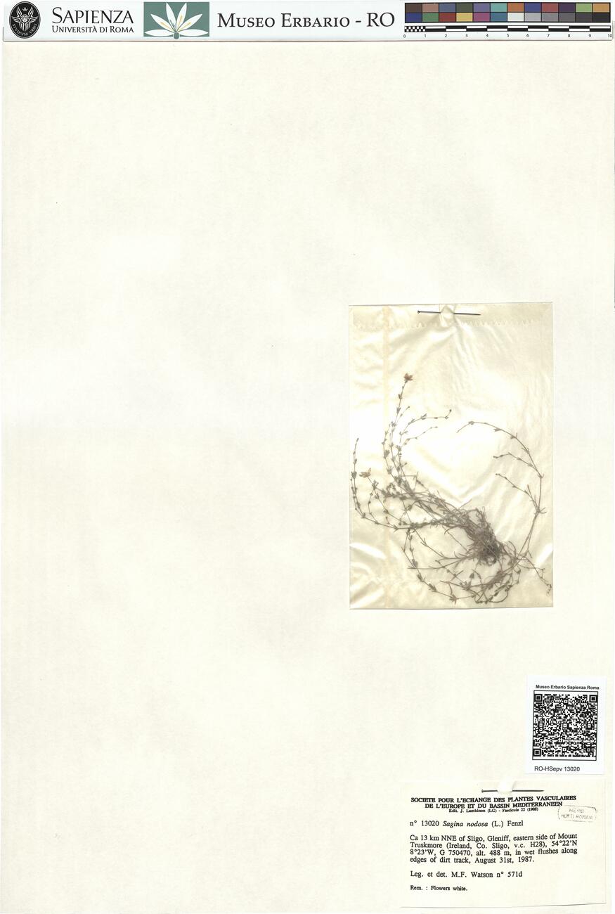 Sagina nodosa (L.) Fenzl -  RO-HSepv 13020 photo