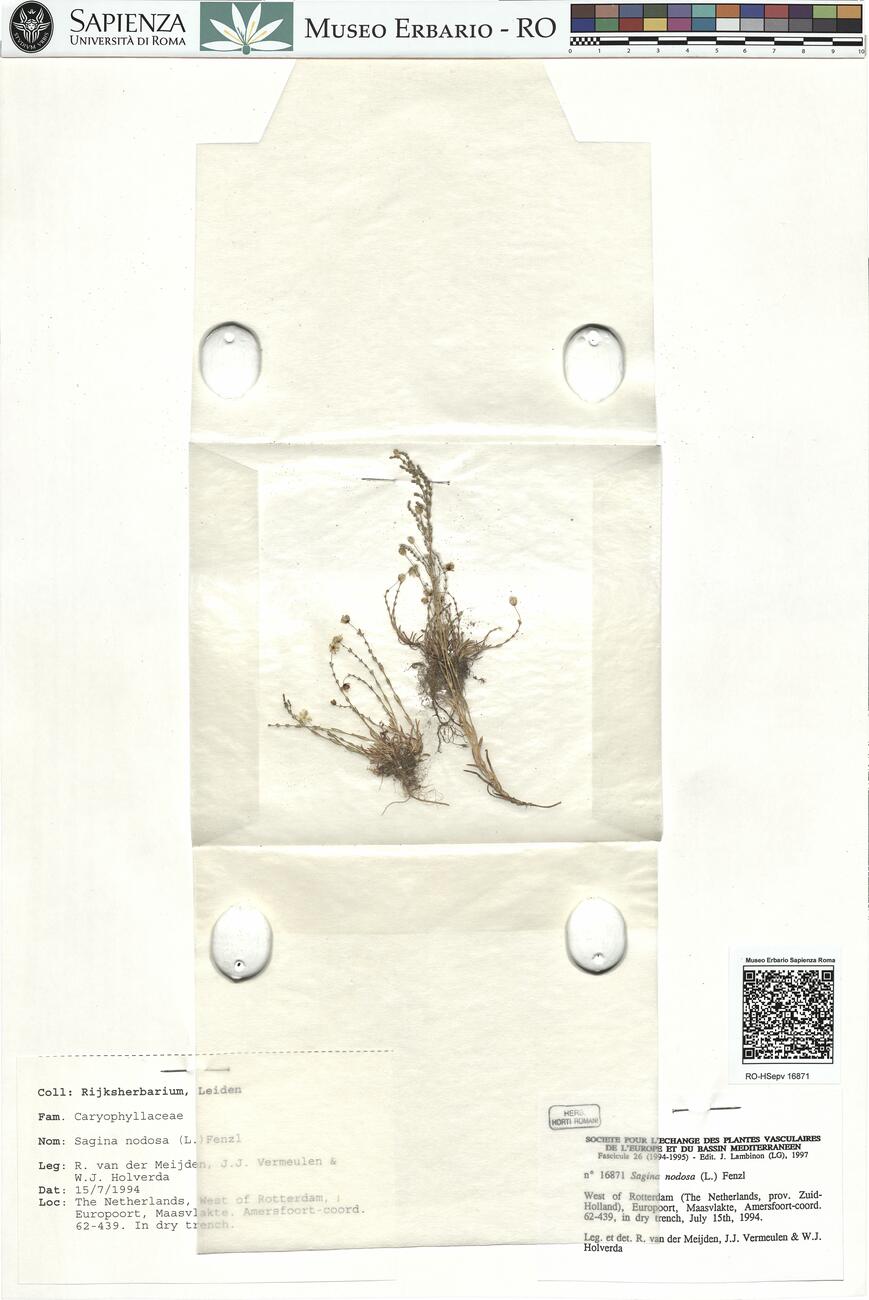 Sagina nodosa (L.) Fenzl -  RO-HSepv 16871 photo