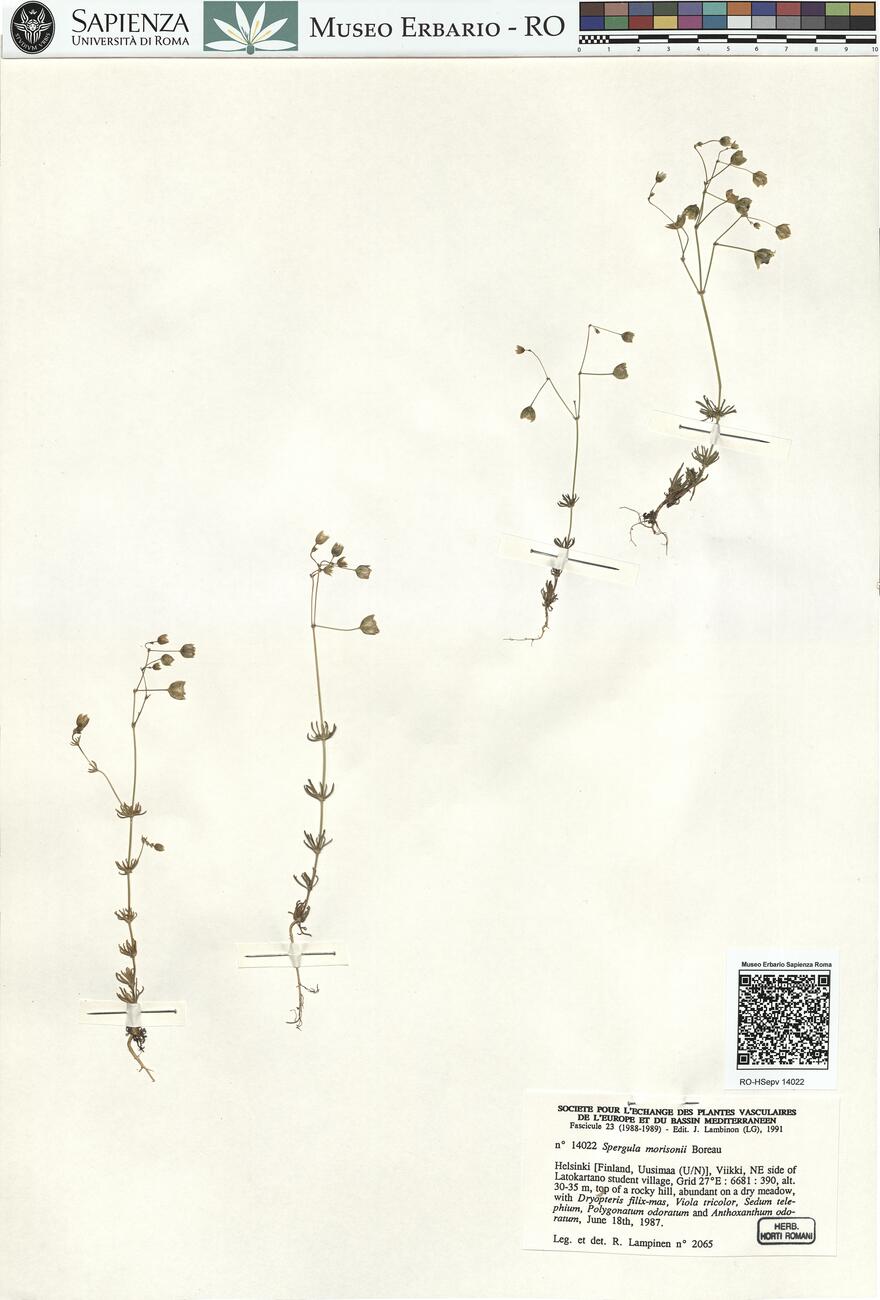 Spergula morisonii Boreau -  RO-HSepv 14022 photo